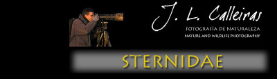 sternidae-banner