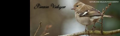 pinzon-vulgar-banner
