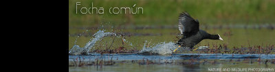 focha-comun-banner
