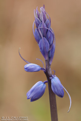 Hyacinthoides non-scripta