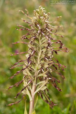 Himantoglossum hircinum