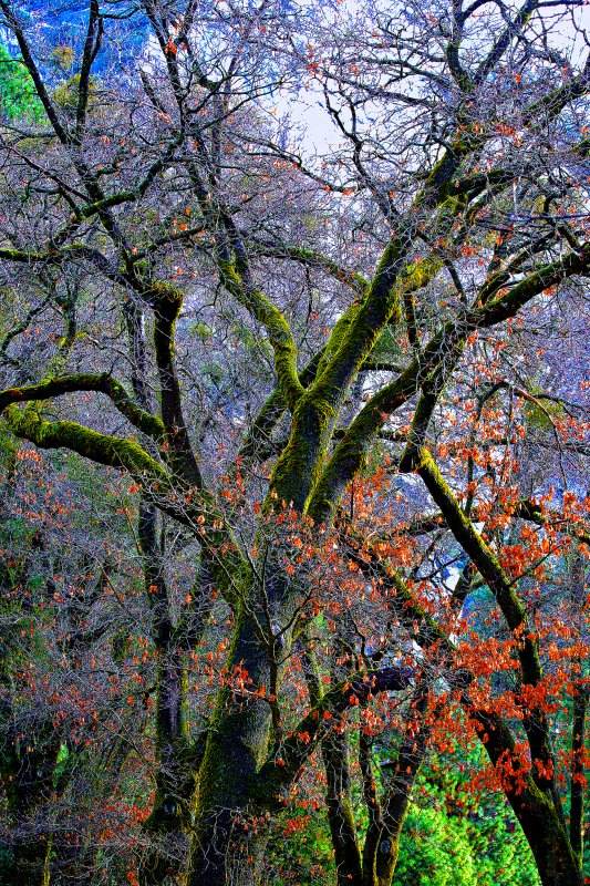 Yosemite In Color