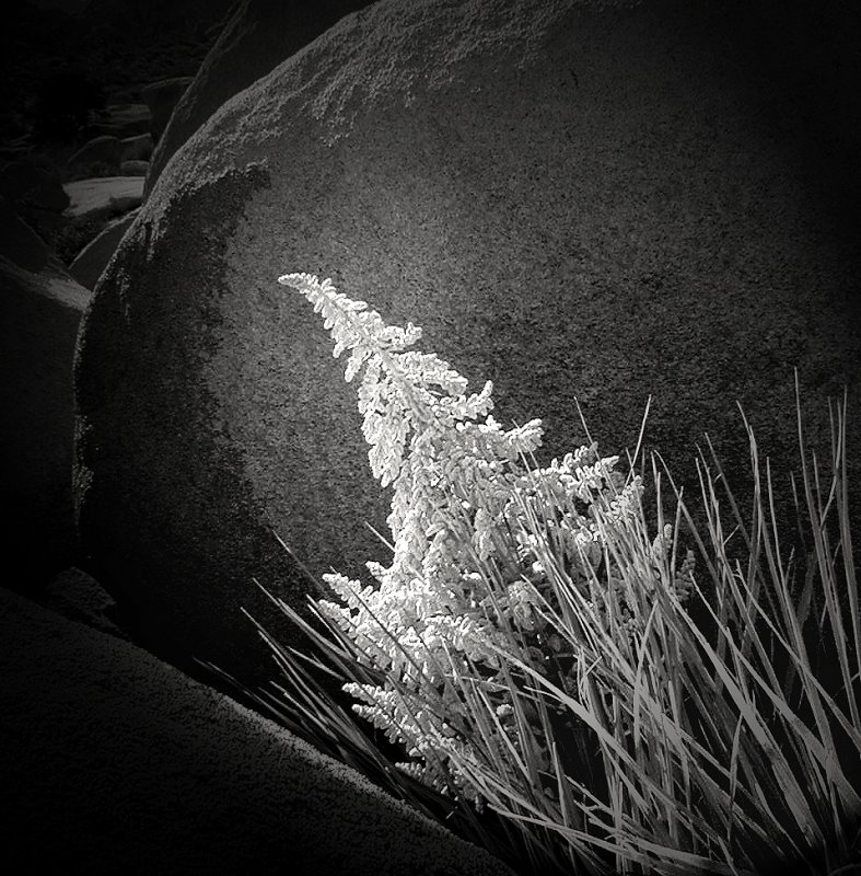 Rock, Plant & Light
