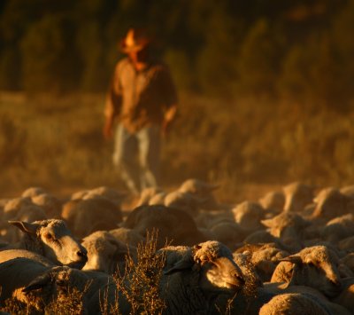 Shepherd in Dust
