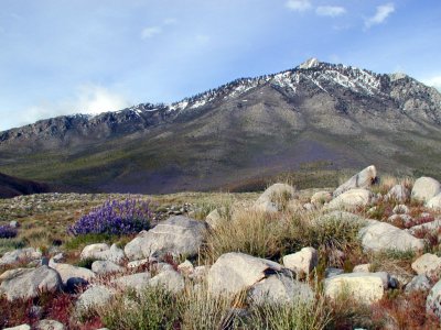 Mountainside Lupine