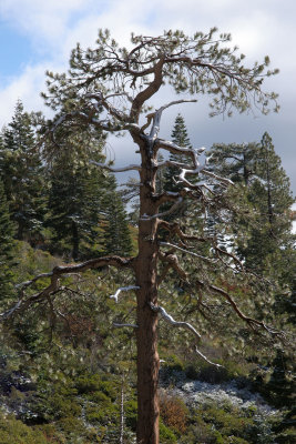 Big Tree Five Lakes Trail