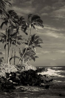 Palms  In The Ocean Breeze