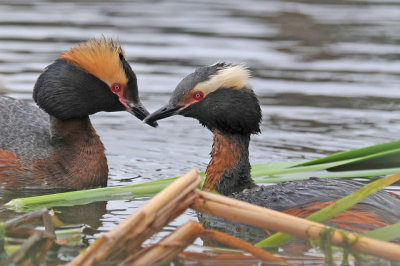 Horned Grebes during mating display, Lakeview Park, Saskatoon