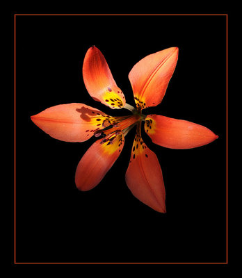 Western Red Lily