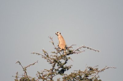 Meerkat