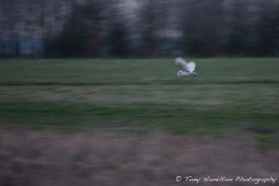IMG_9689.jpg