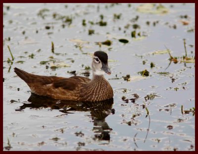 Canard branchu