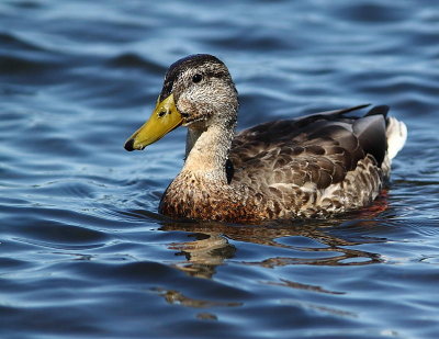 Canard colvert