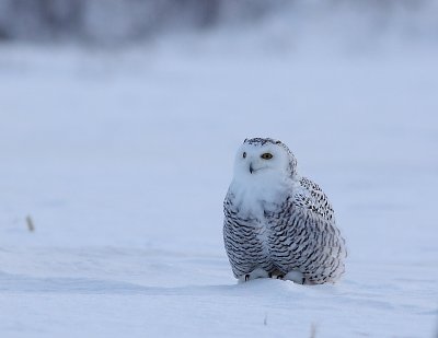 Harfang des neiges, Snowy Owl