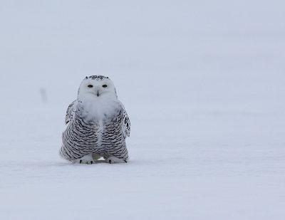 Harfang des neiges