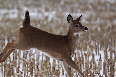 Cerf de Virginie, White-tailed Deer
