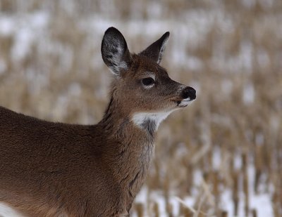 Cerf de Virginie, White-tailed Deer