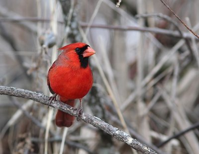 Cardinal rouge