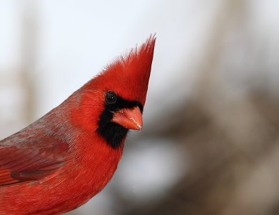 Cardinal rouge