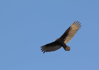 Urubu à tête rouge