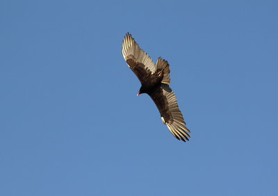 Urubu à tête rouge