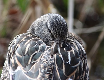 Canard colvert, Mallard Duck