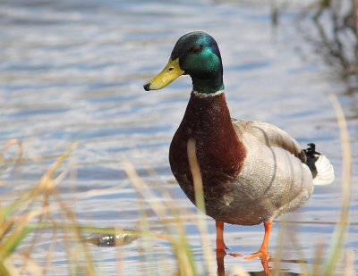 Canard colvert