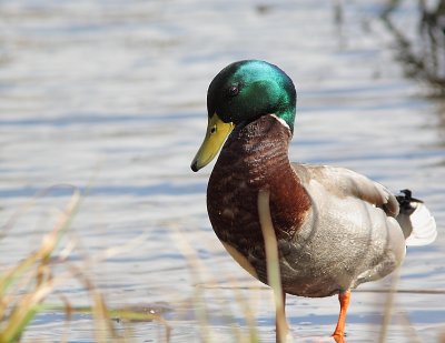 Canard colvert