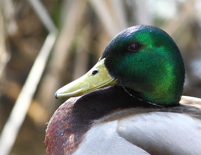 Canard colvert