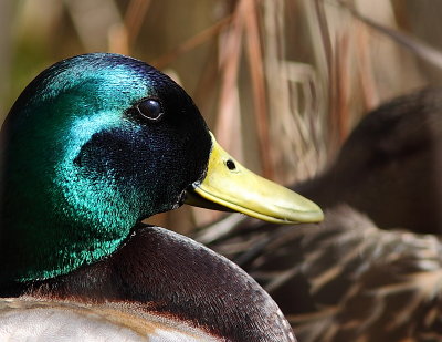 Canard colvert, Mallard Duck