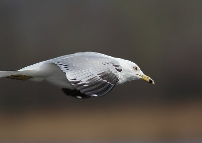 Goland  bec cercl, Ring-billed Gull