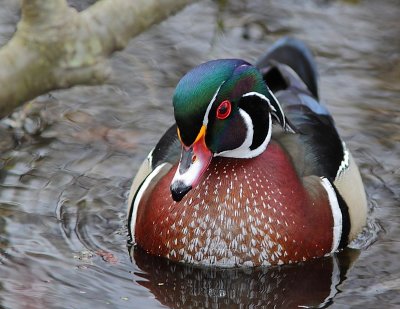 Canard branchu, Wood Duck