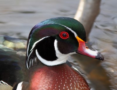 Canard branchu