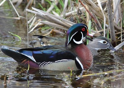 Canard branchu
