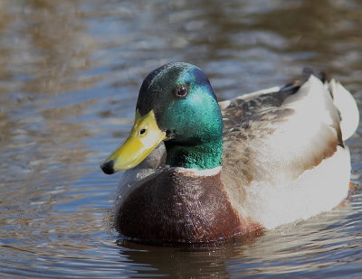 Canard colvert