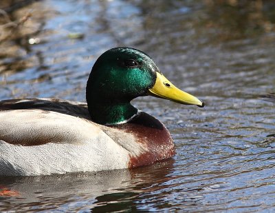 Canard colvert