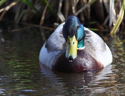 Canard colvert