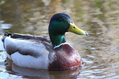 Canard colvert