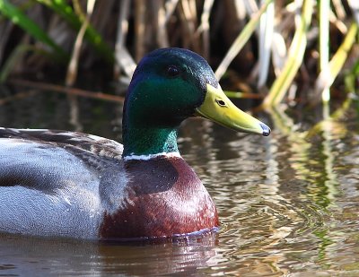 Canard colvert, Mallard Duck