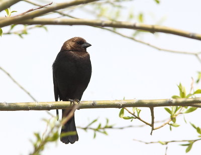 Vacher à tête brune