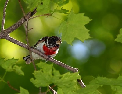 Cardinal  poitrine rose