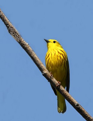 Paruline jaune, Yellow warbler