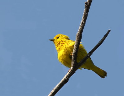 Paruline jaune