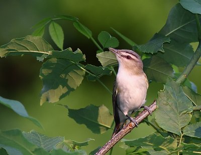 Viro aux yeux rouges, Red-eyed Vireo