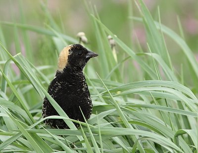 Goglu, Bobolink