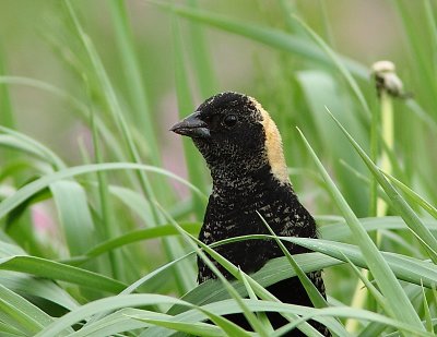 Goglu, Bobolink