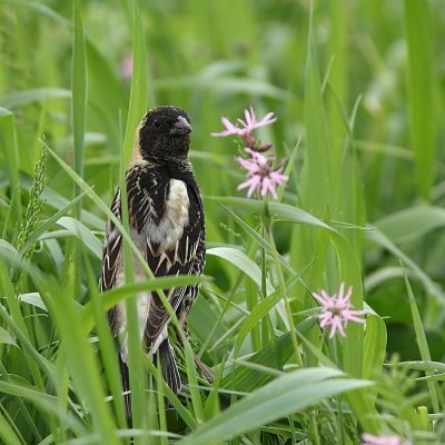 Goglu, Bobolink