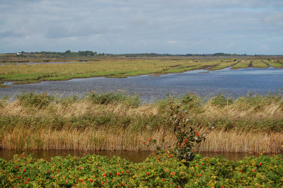 Vejlerne i Nordjylland, Nordeuropas vigtigste omrde for vandfugle_