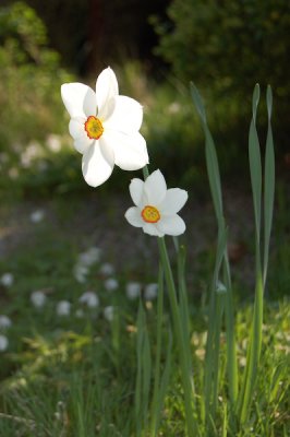 Pinselilje ( Narcissus poeticus 'Recurvus')