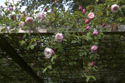 Rosa Arvensis 'Splendens'  England fr 1835